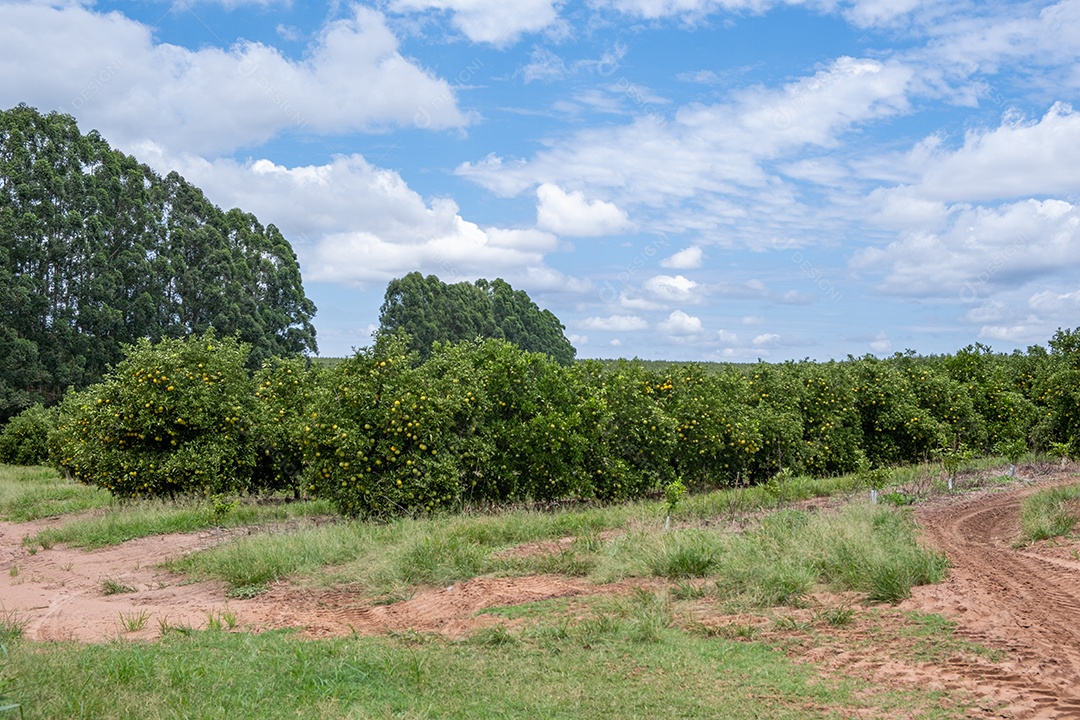 Plantação de laranjeiras com frutos maduros em dia ensolarado
