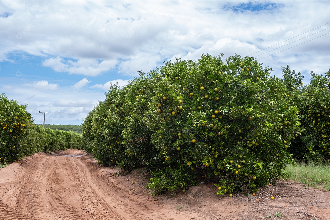 Plantação de laranjeiras com frutos maduros em dia ensolarado