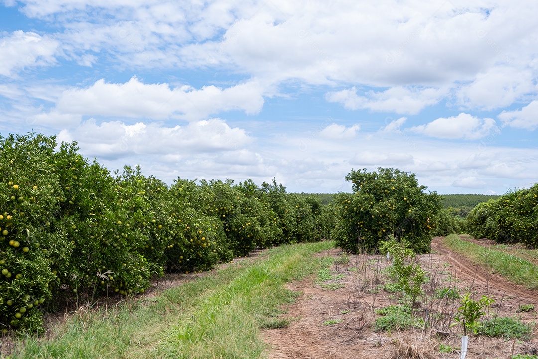 Plantação de laranjeiras com frutos maduros em dia ensolarado