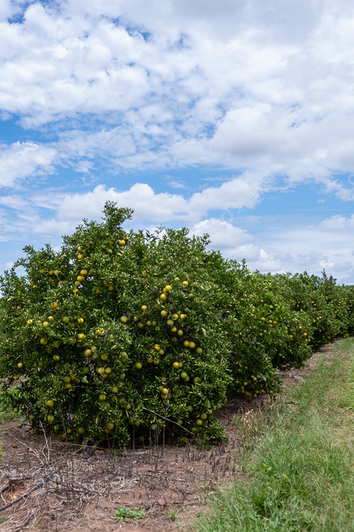 Plantação de laranjeiras com frutos maduros em dia ensolarado