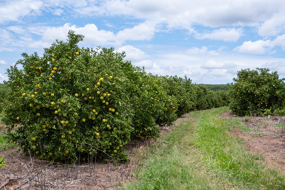 Plantação de laranjeiras com frutos maduros em dia ensolarado