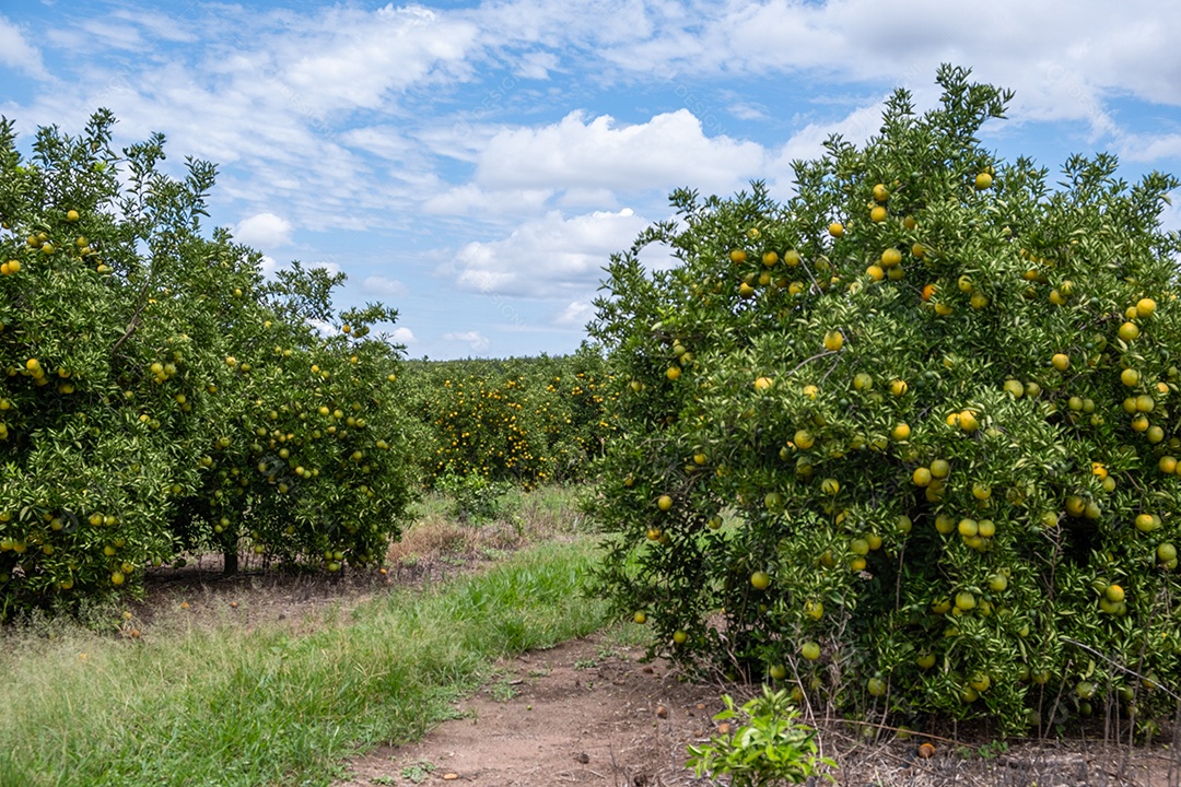 Plantação de laranjeiras com frutos maduros em dia ensolarado