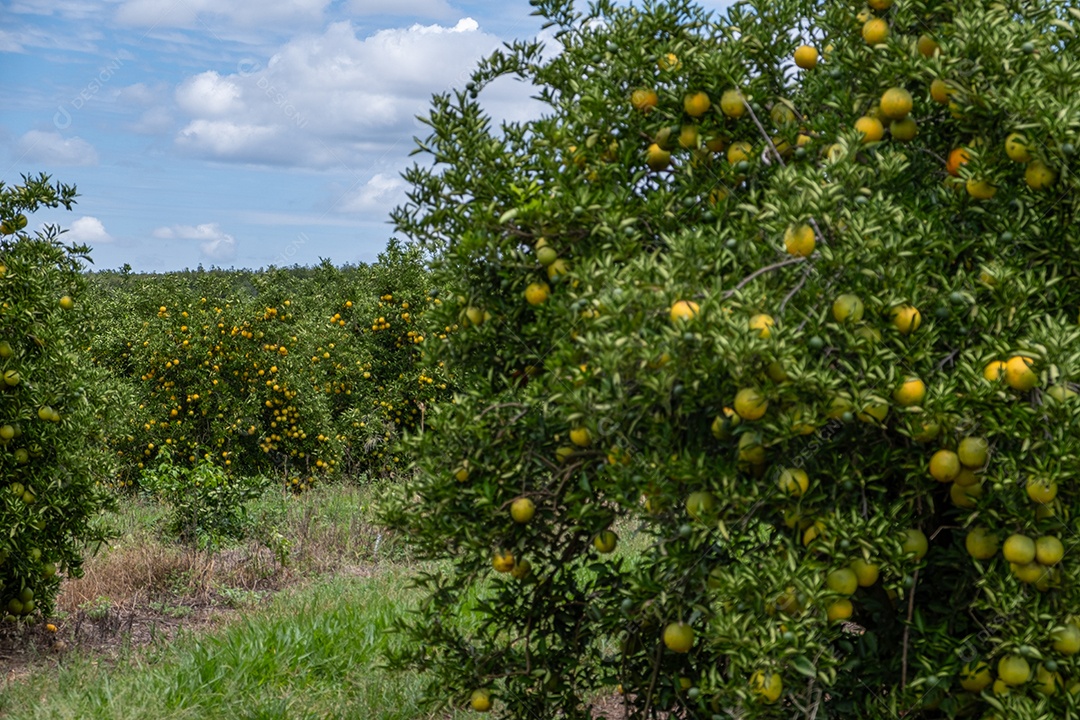 Plantação de laranjeiras com frutos maduros em dia ensolarado