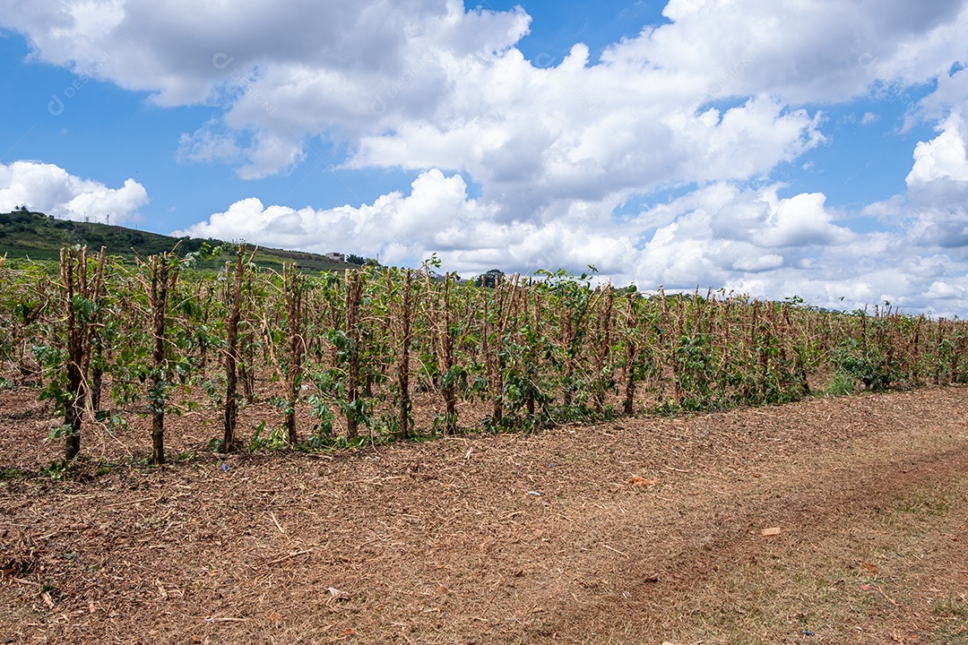 Vista aérea das ruas das plantações de café
