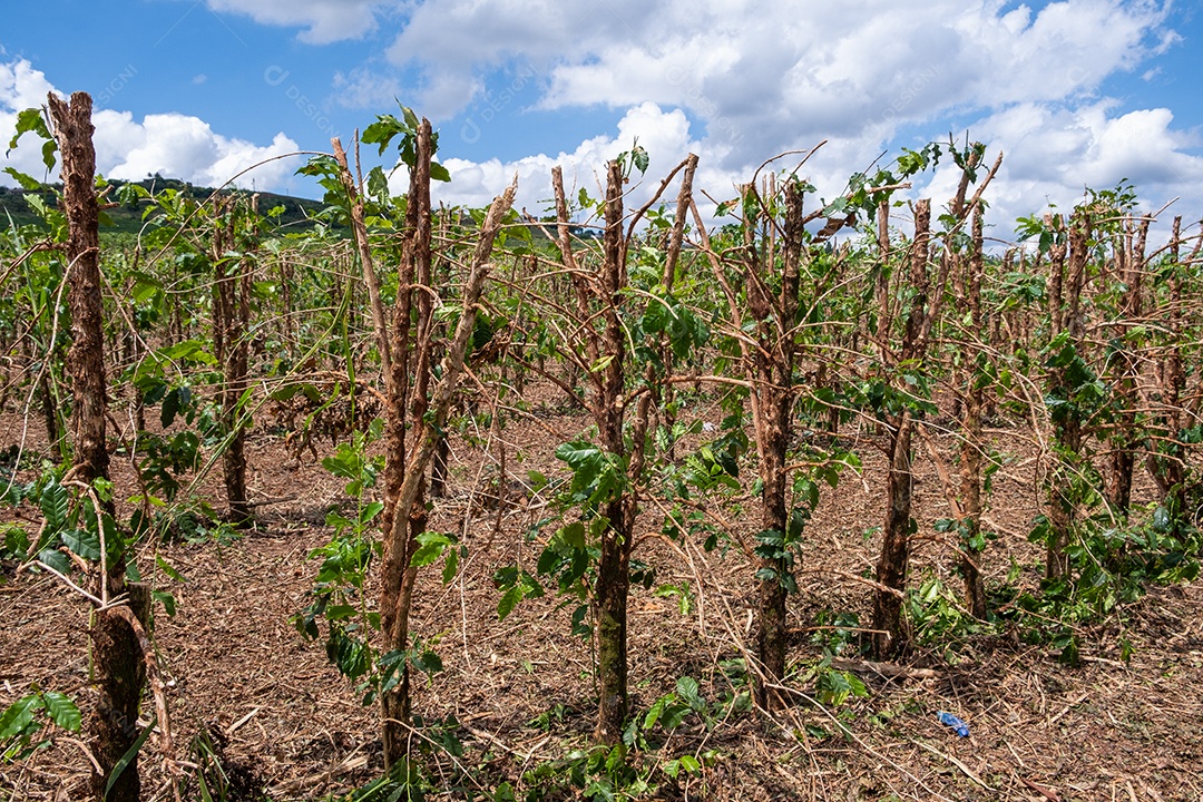 Vista aérea das ruas das plantações de café