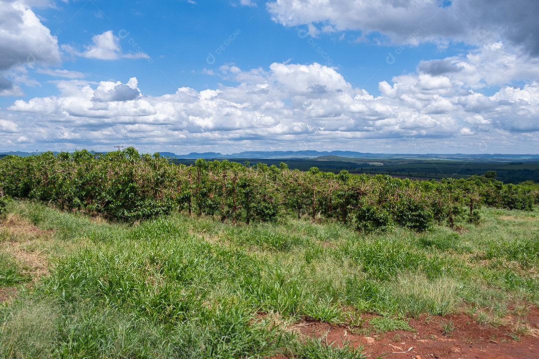 Vista aérea das ruas das plantações de café