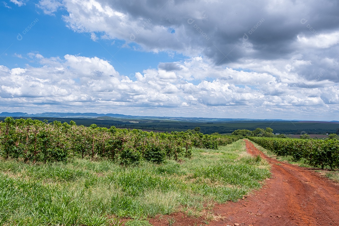Vista aérea das ruas das plantações de café