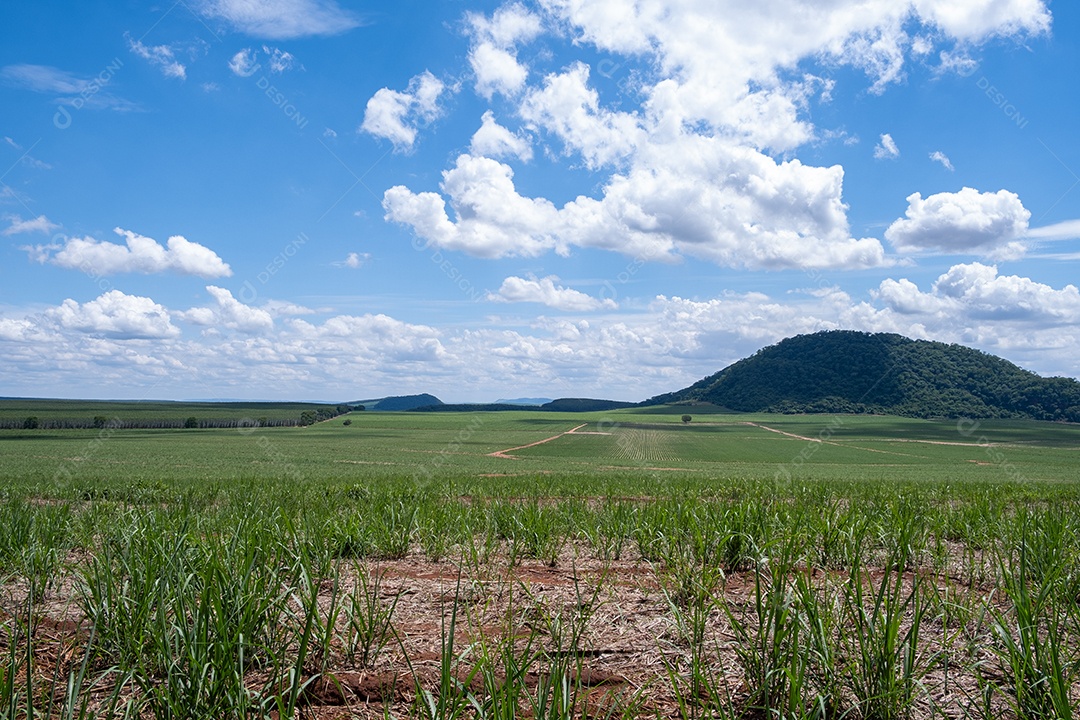 Plantação de cana-de-açúcar e plantação de eucalipto ao fundo