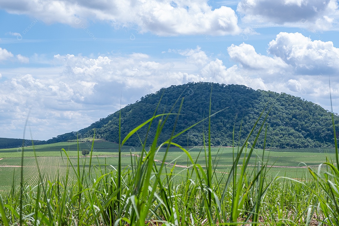 Jovem plantação de cana-de-açúcar com montanhas ao fundo em dia ensolarado