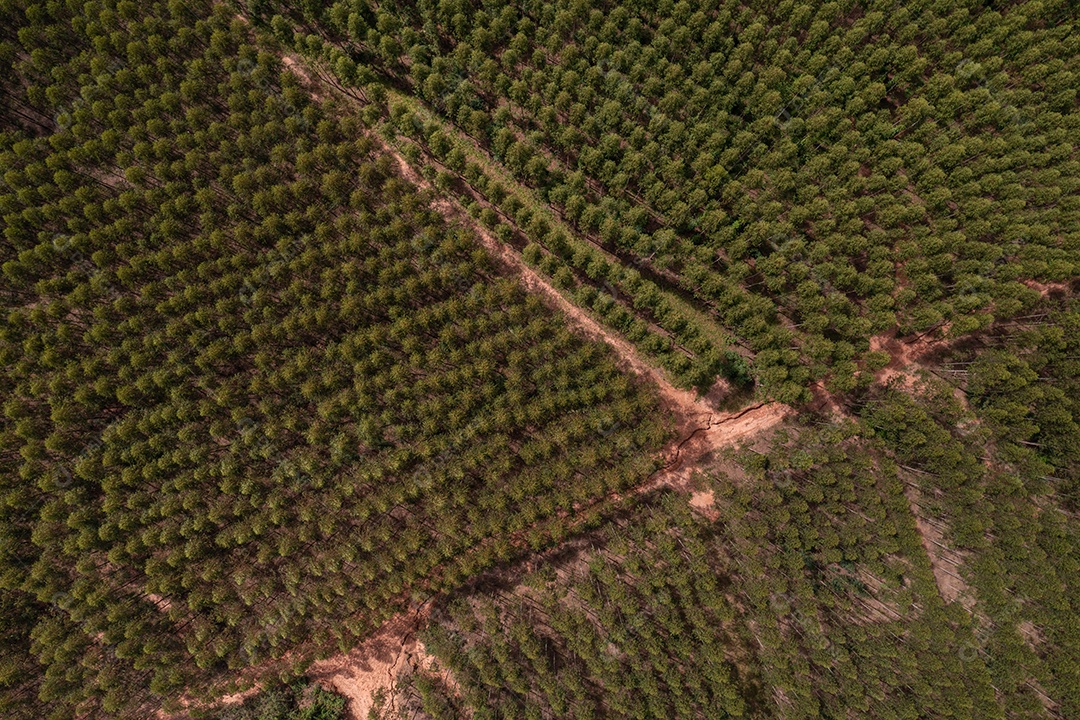 Vista aérea da plantação de eucalipto