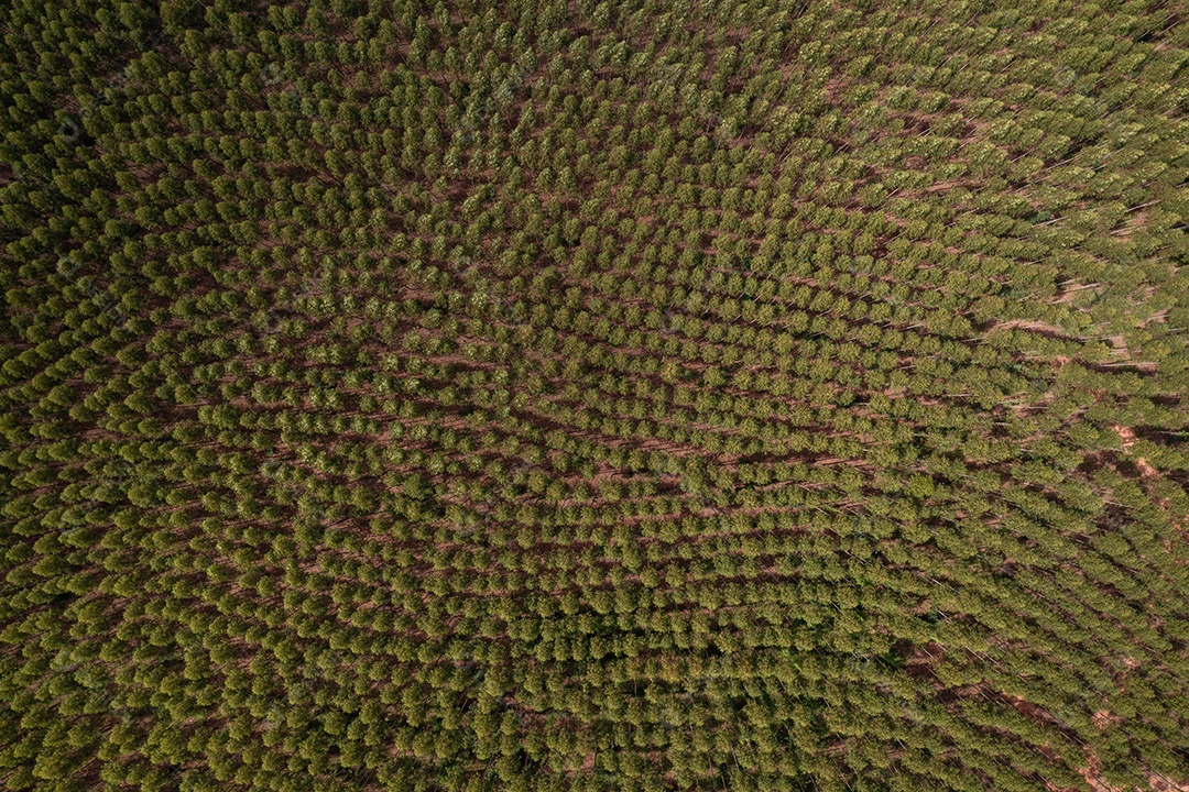 Vista aérea da plantação de eucalipto