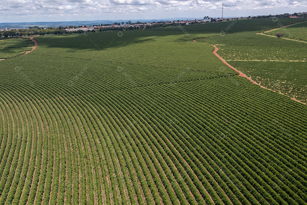 Vista aérea das ruas das plantações de café