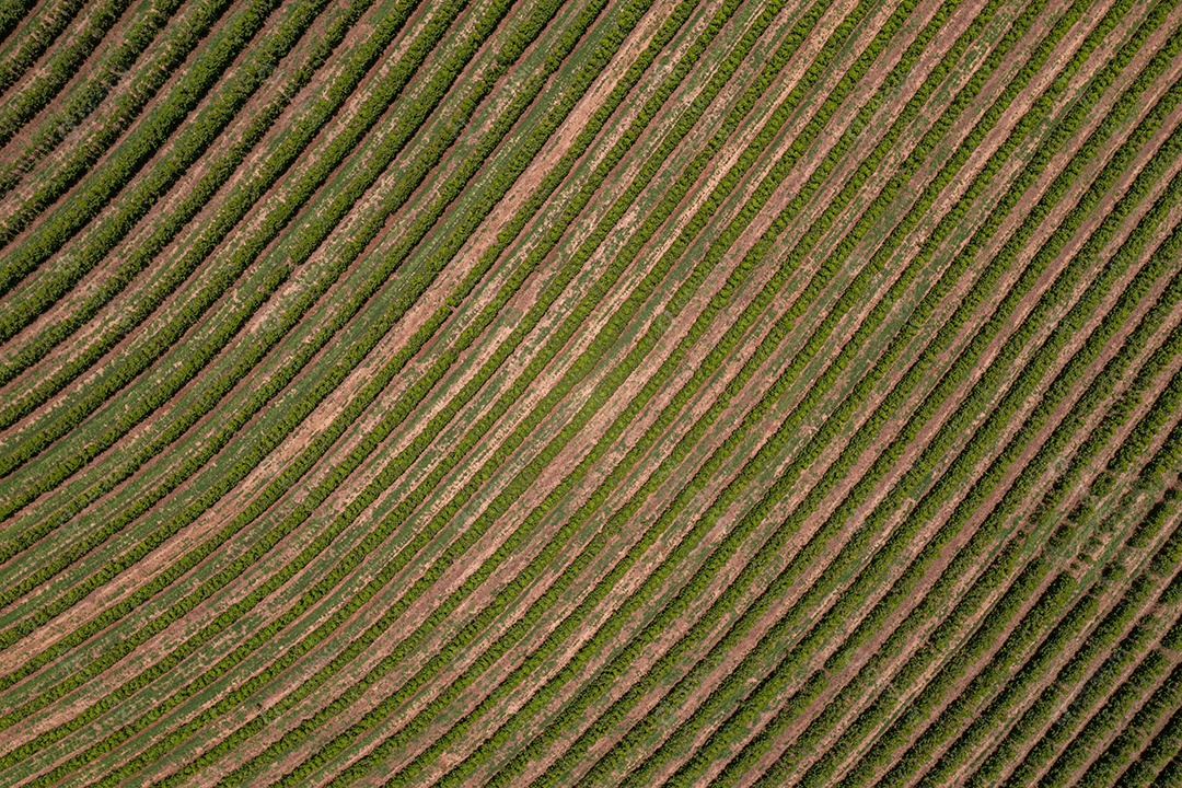 Vista aérea das ruas das plantações de café