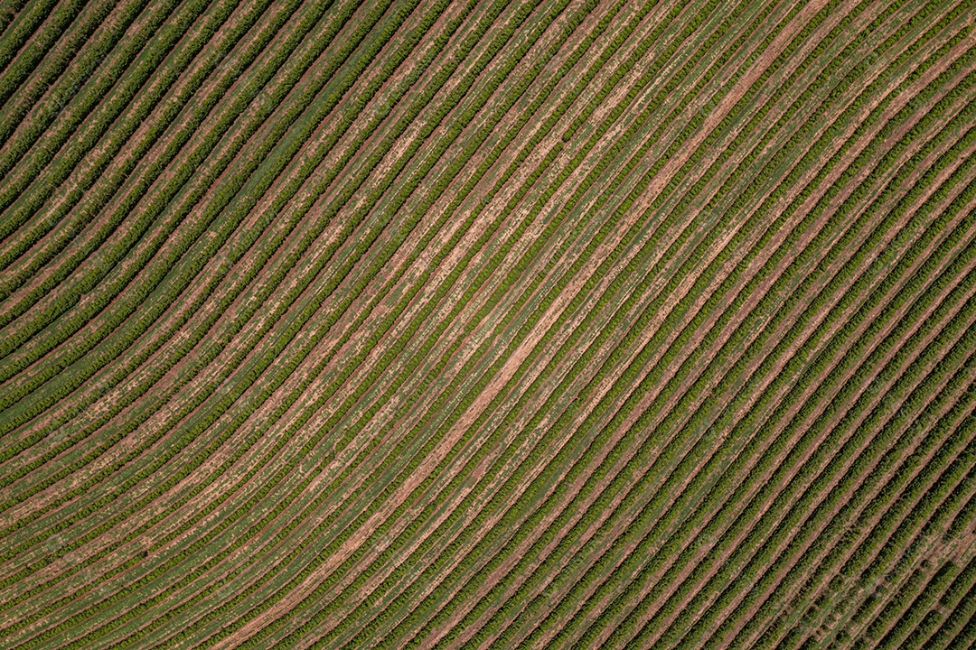 Vista aérea das ruas das plantações de café