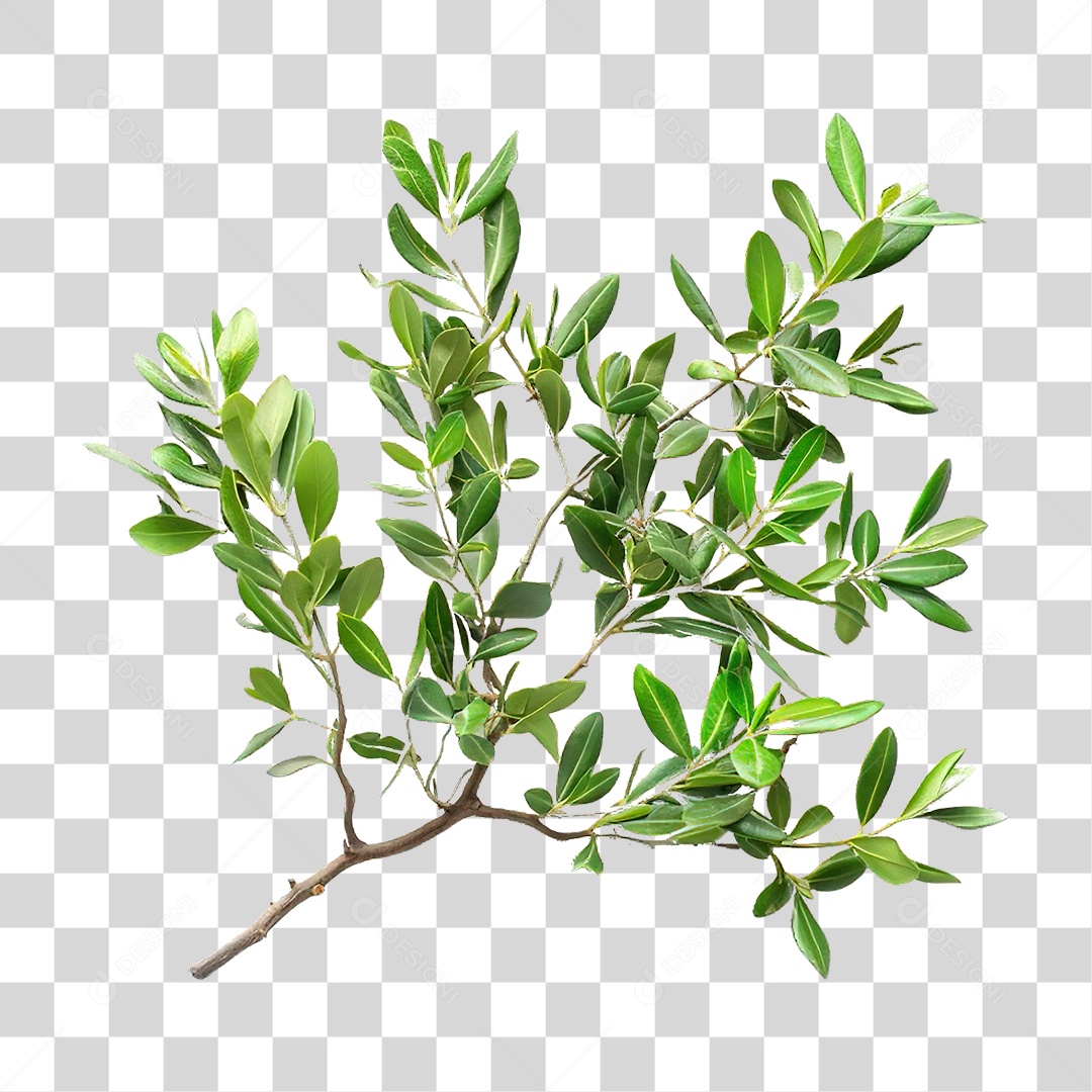 Galho de Árvore Folhas PNG Transparente