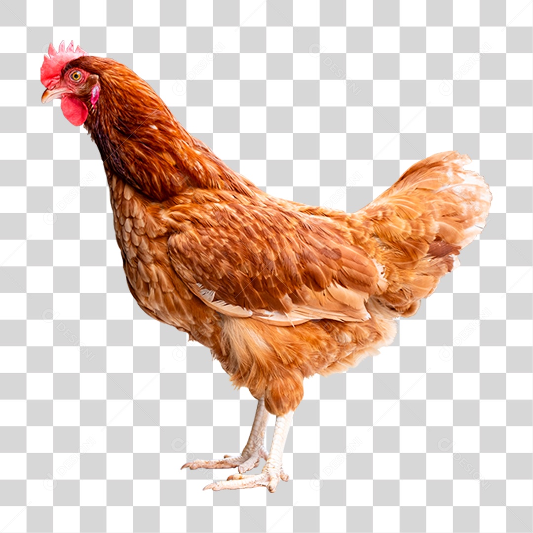 Aves Galinha PNG Transparente