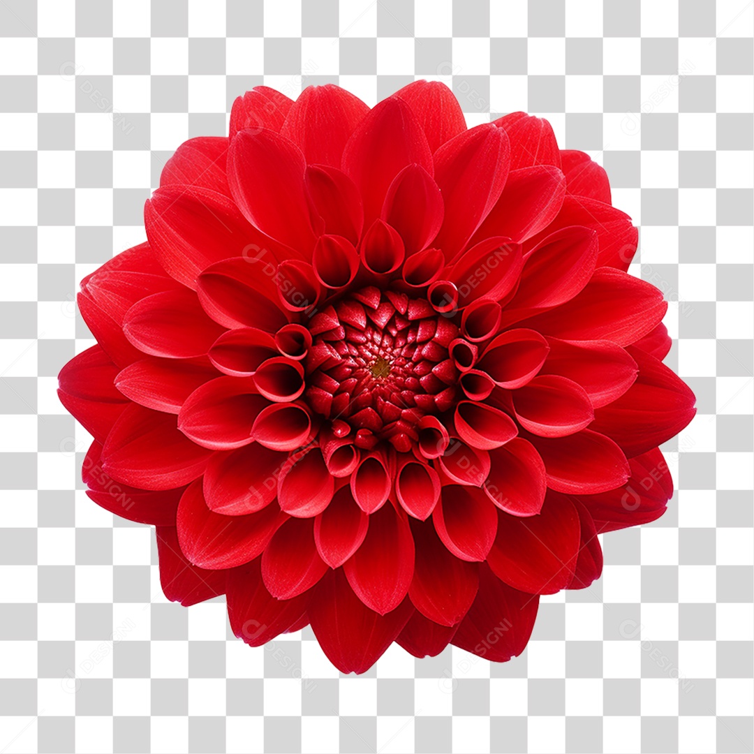 Flores Rosas Plantas PNG Transparente