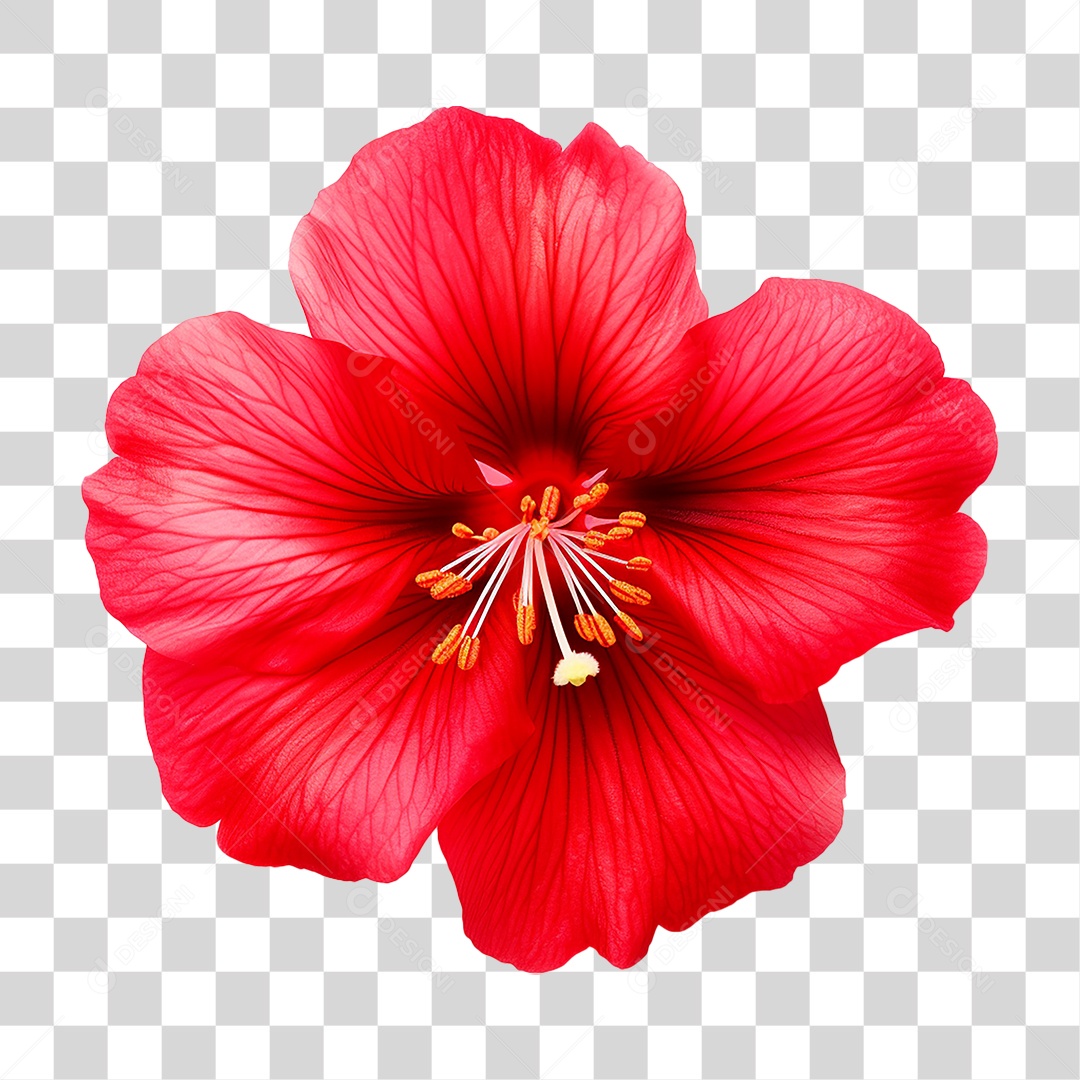 Flores Rosas Plantas PNG Transparente