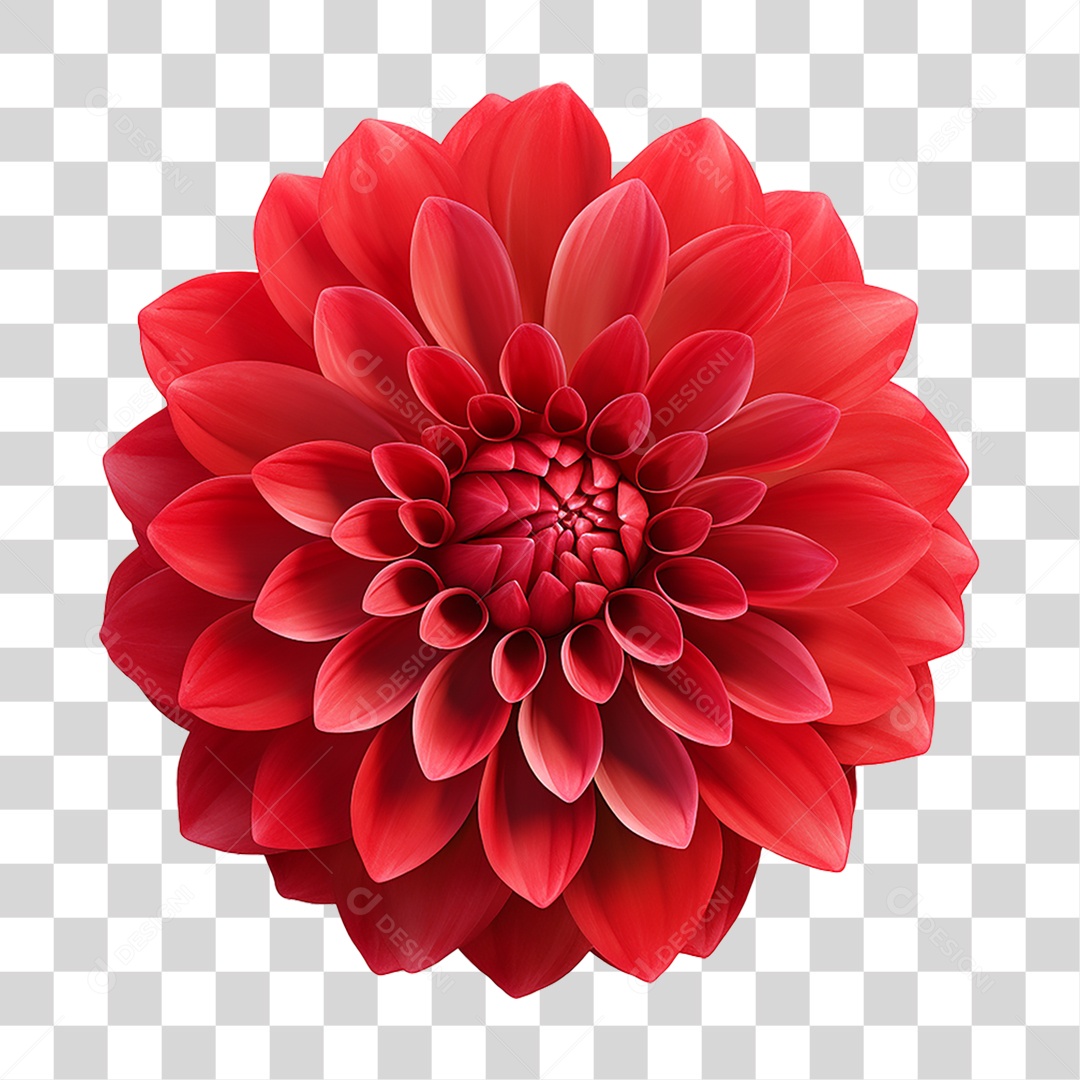 Flores Rosas Plantas PNG Transparente