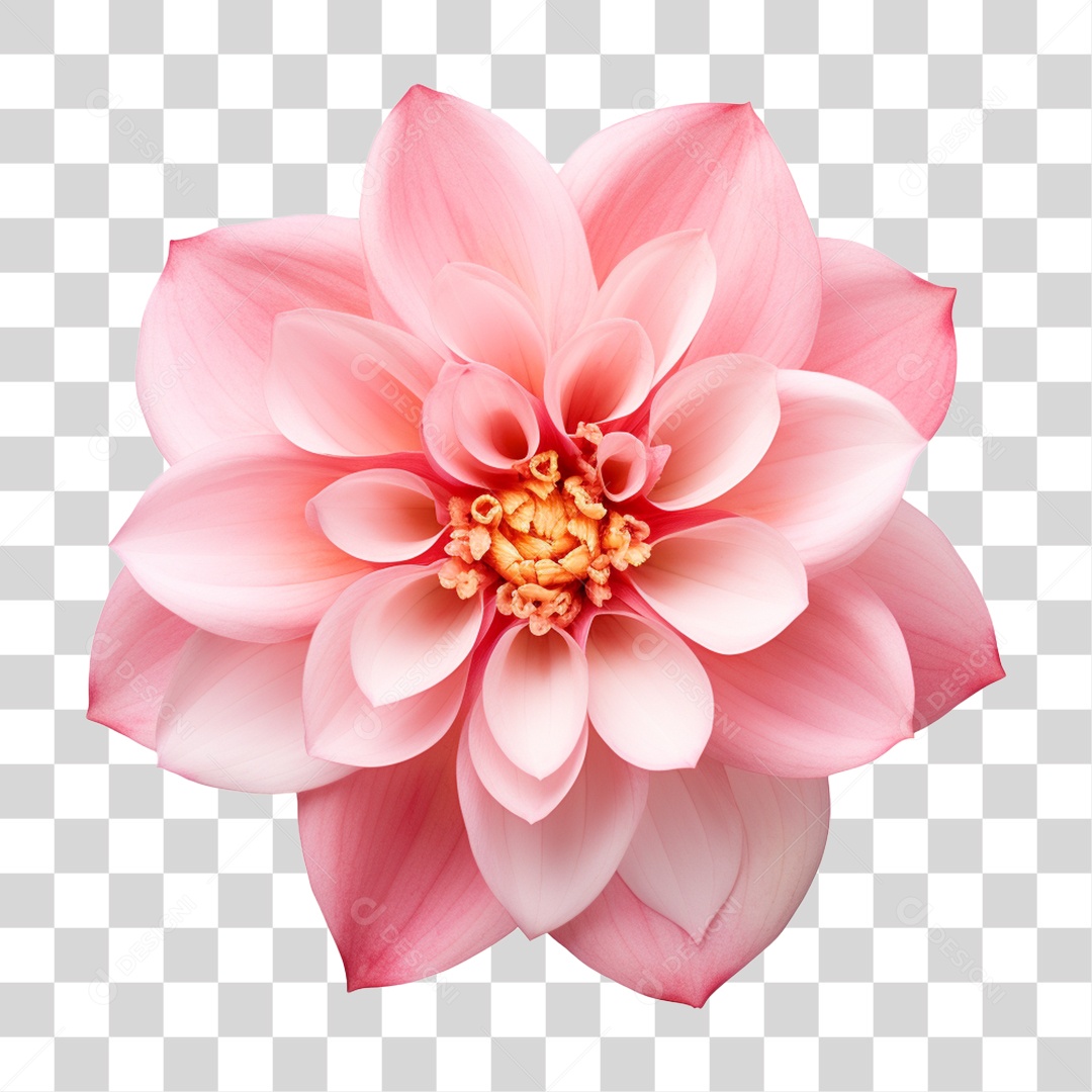 Flores Rosas Plantas PNG Transparente