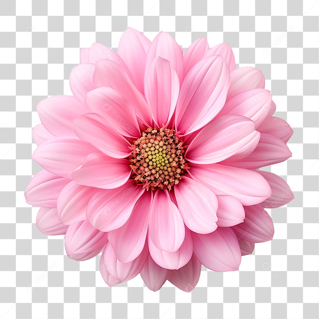 Flores Rosas Plantas PNG Transparente