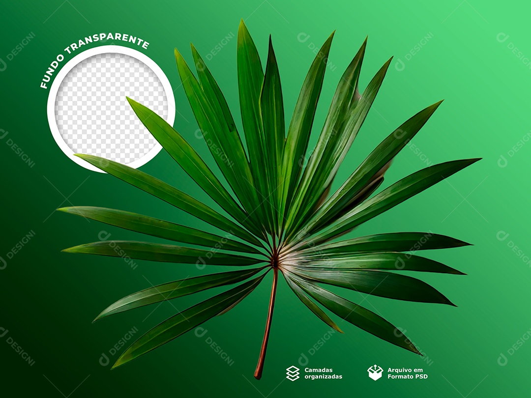 Planta Palmeira Elemento 3D Verde para Composição PSD