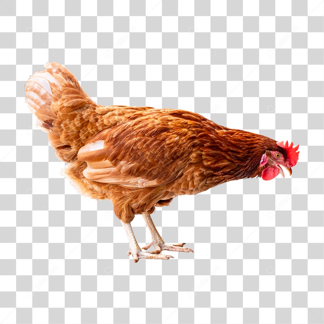 Aves Galinha PNG Transparente