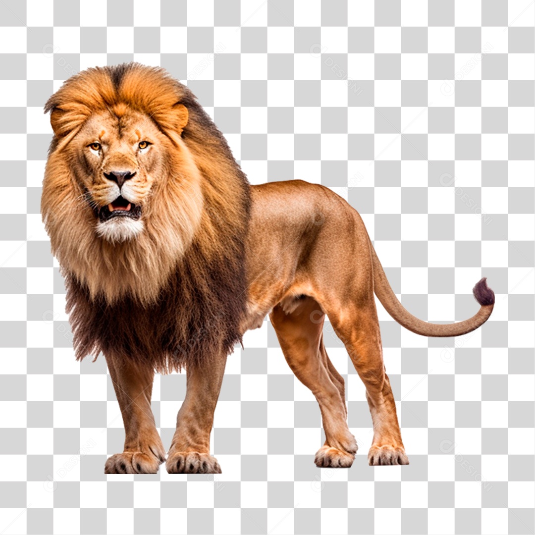 Leão animal selvagem PNG