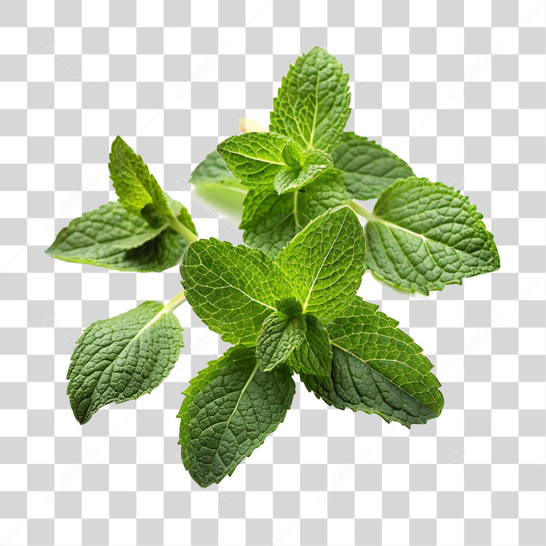 Planta Folhas de Hortelã PNG Transparente