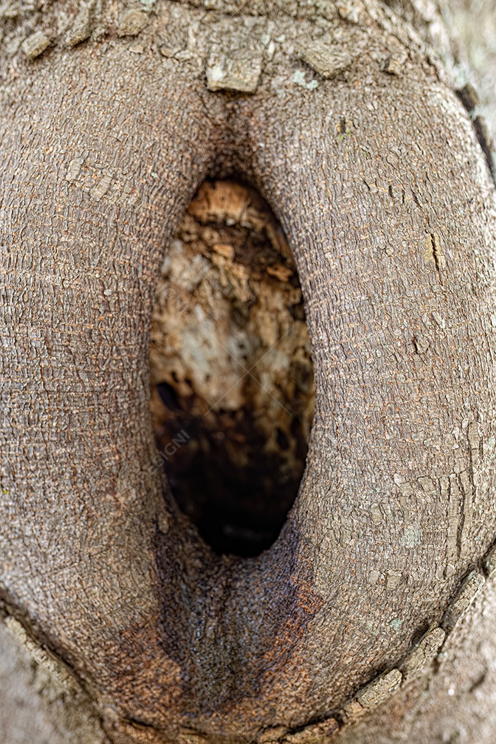 Grande buraco em um tronco de árvore