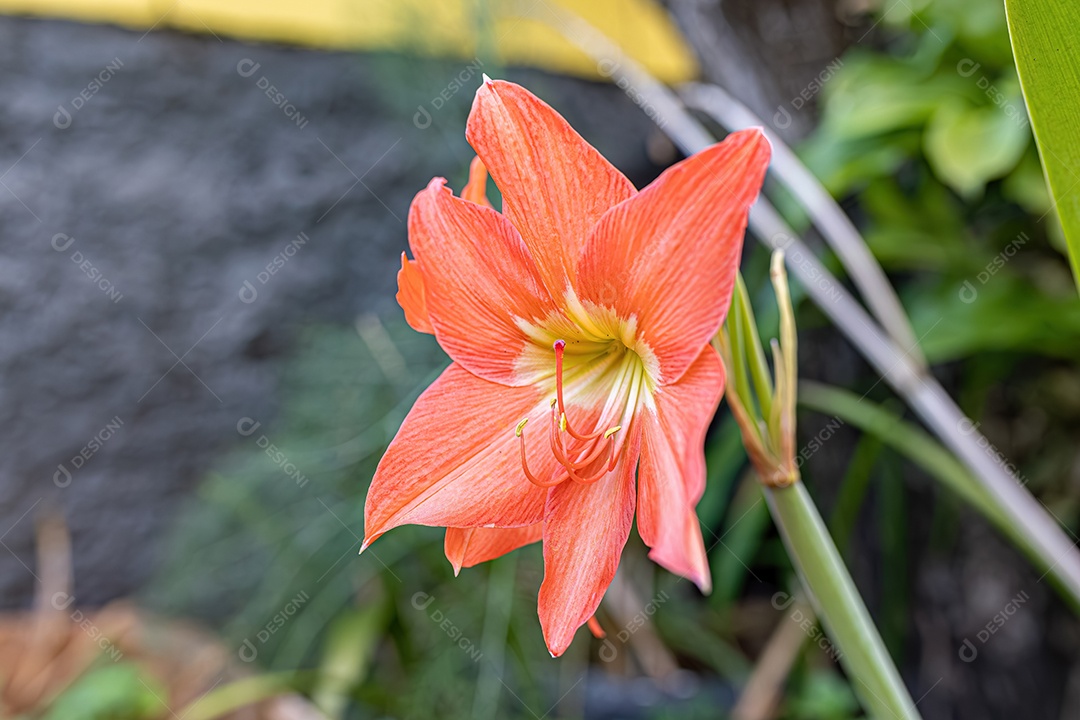 Flor de lírio de Barbados