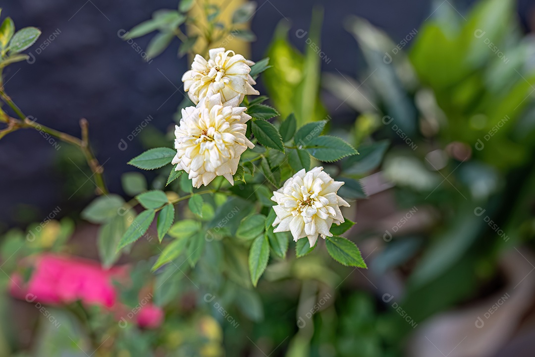 Flor dália de jardim