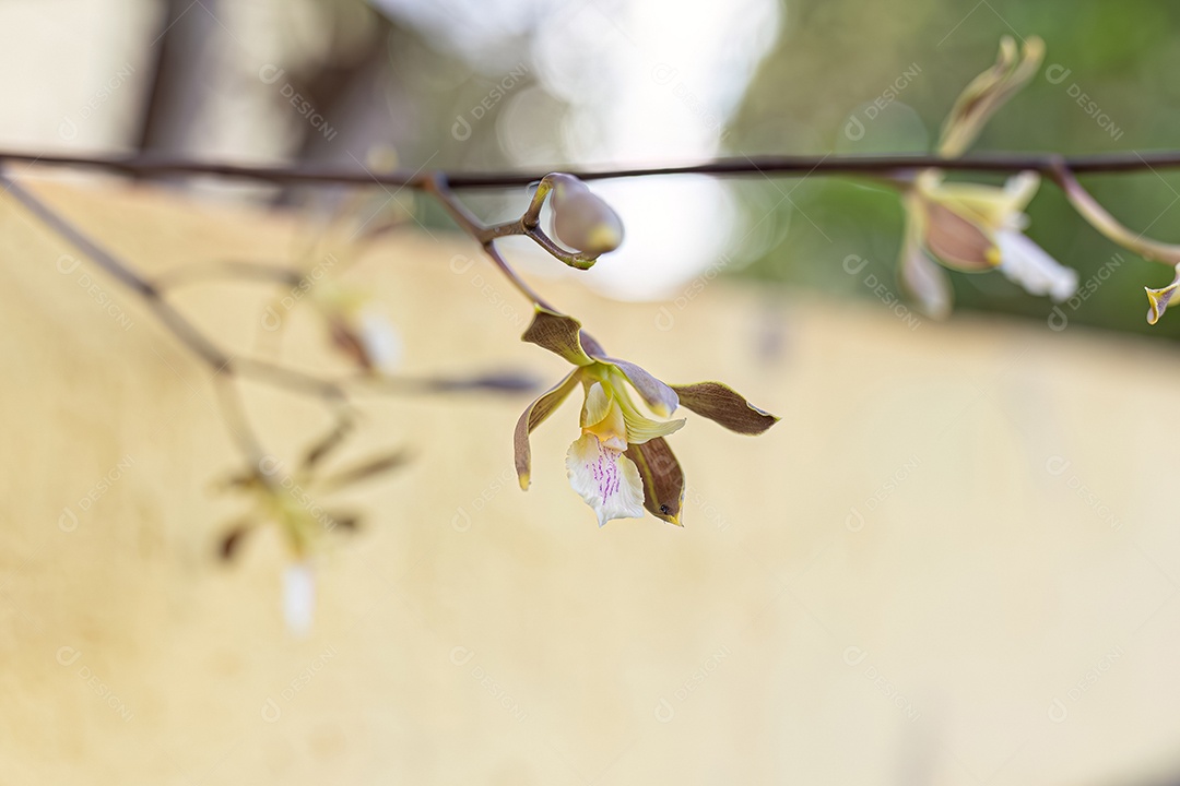 Orquídea com flor pequena