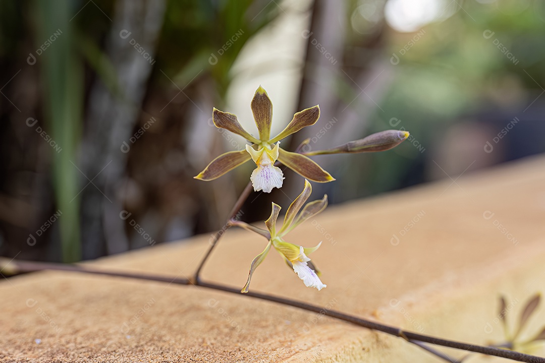 Flor de orquídea pequena botão branco