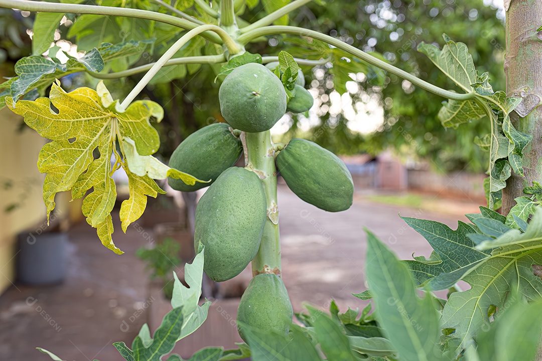 Árvore mamoeiro com mamão