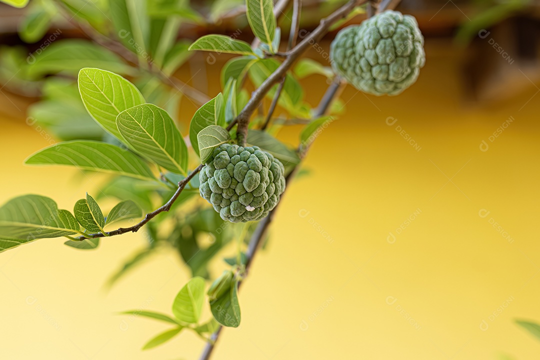 Pé de Ata ou fruta-do-conde