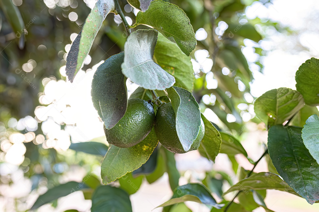 Limoeiro com limões