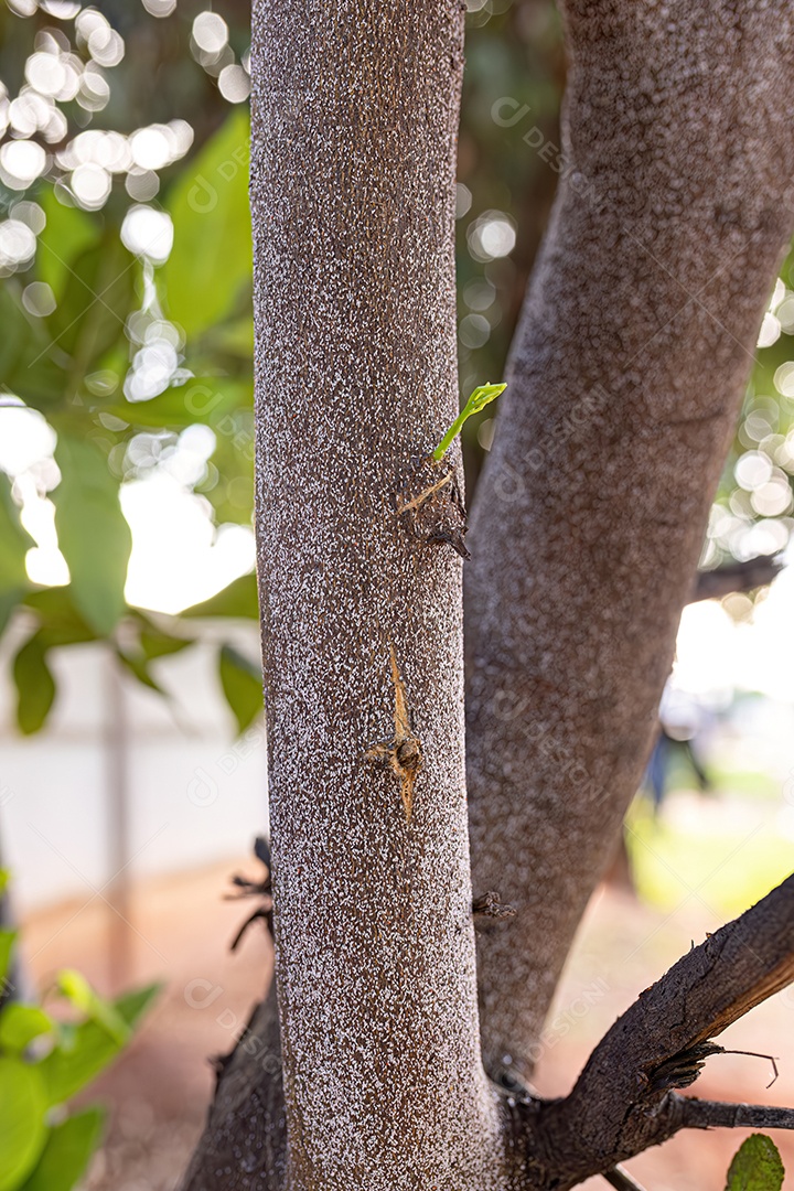 Escama de neve cítrica inseto