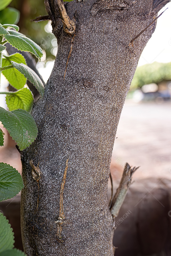 Inseto de escama de neve cítrica