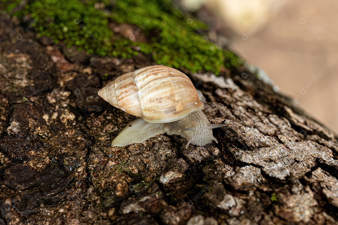 Caracol em tronco de árvore