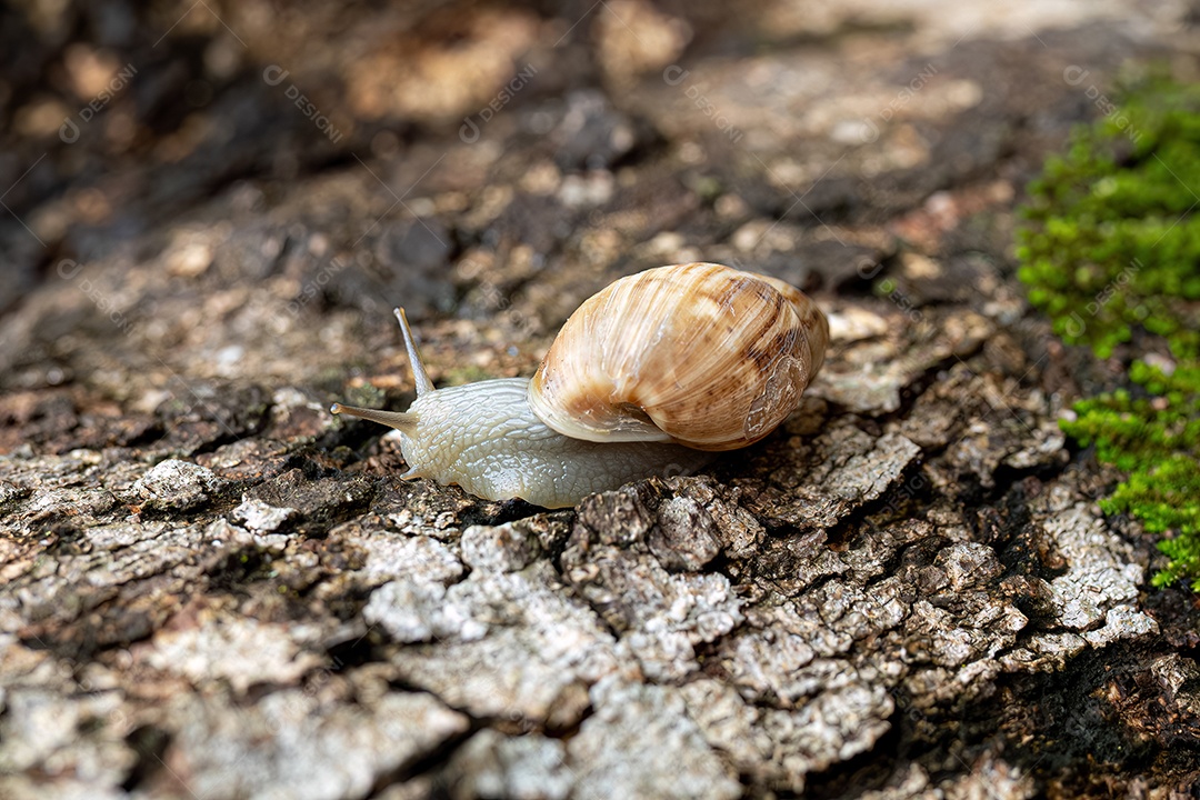 Caracol Helicinan Branco do Gênero Drymaeus
