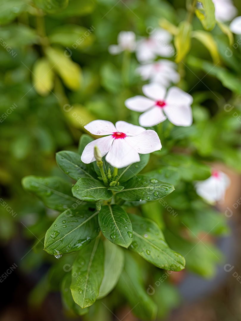 Flor de vinca branca de Madagascar