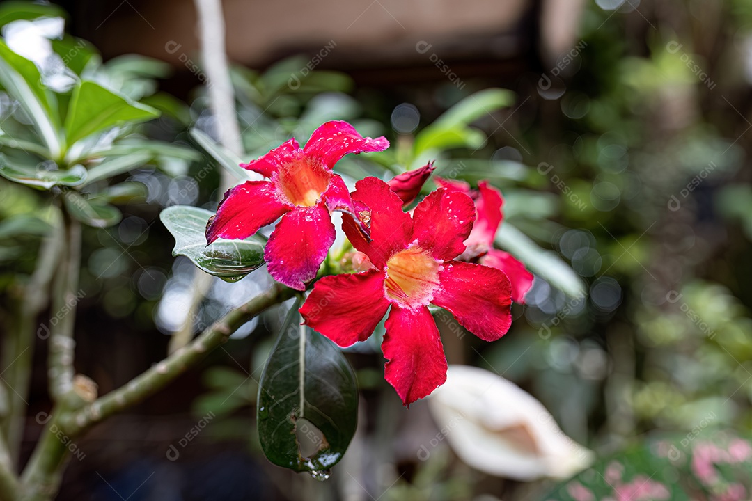 Flor rosa do deserto vermelha