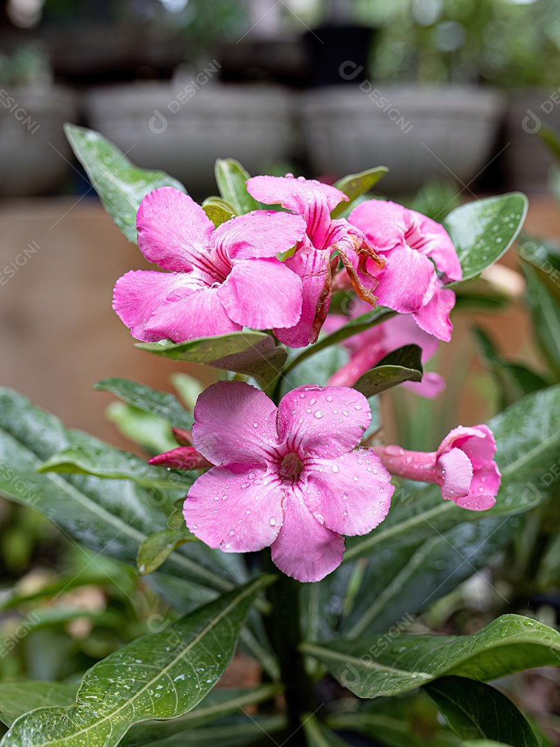 Rosa do deserto