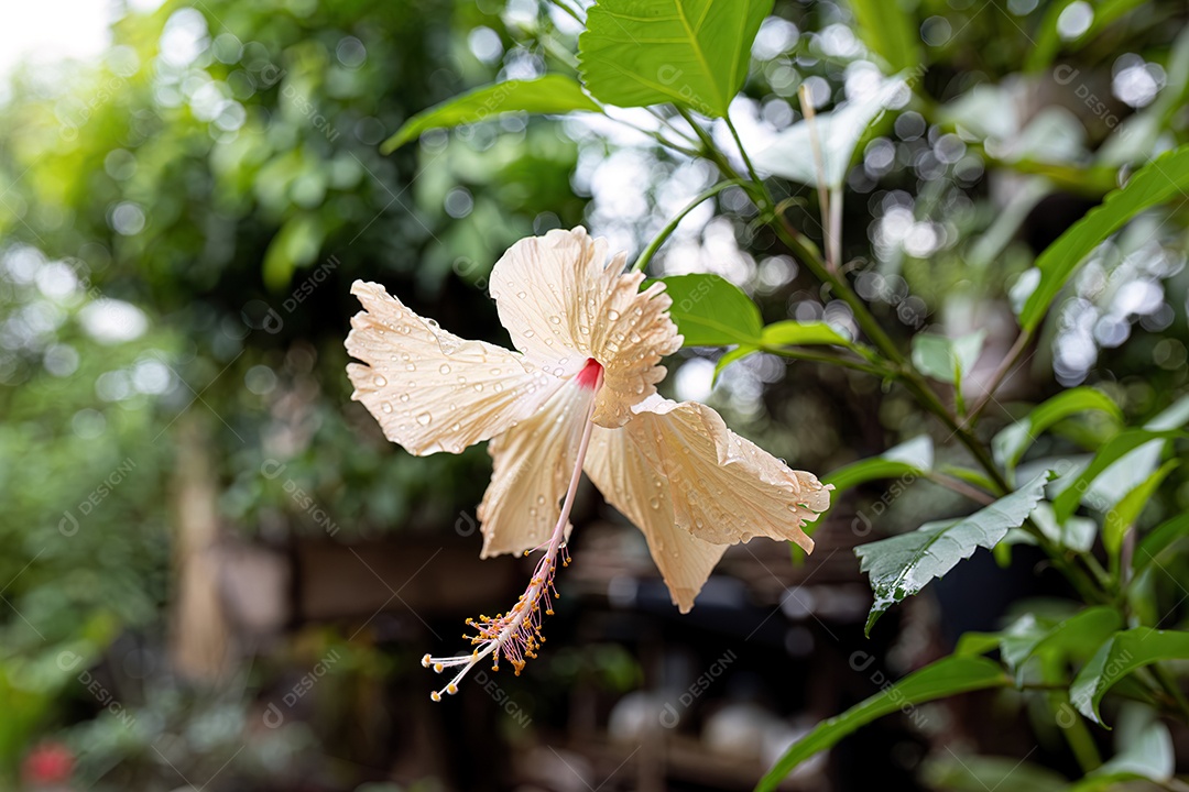 Flor de hibisco branco