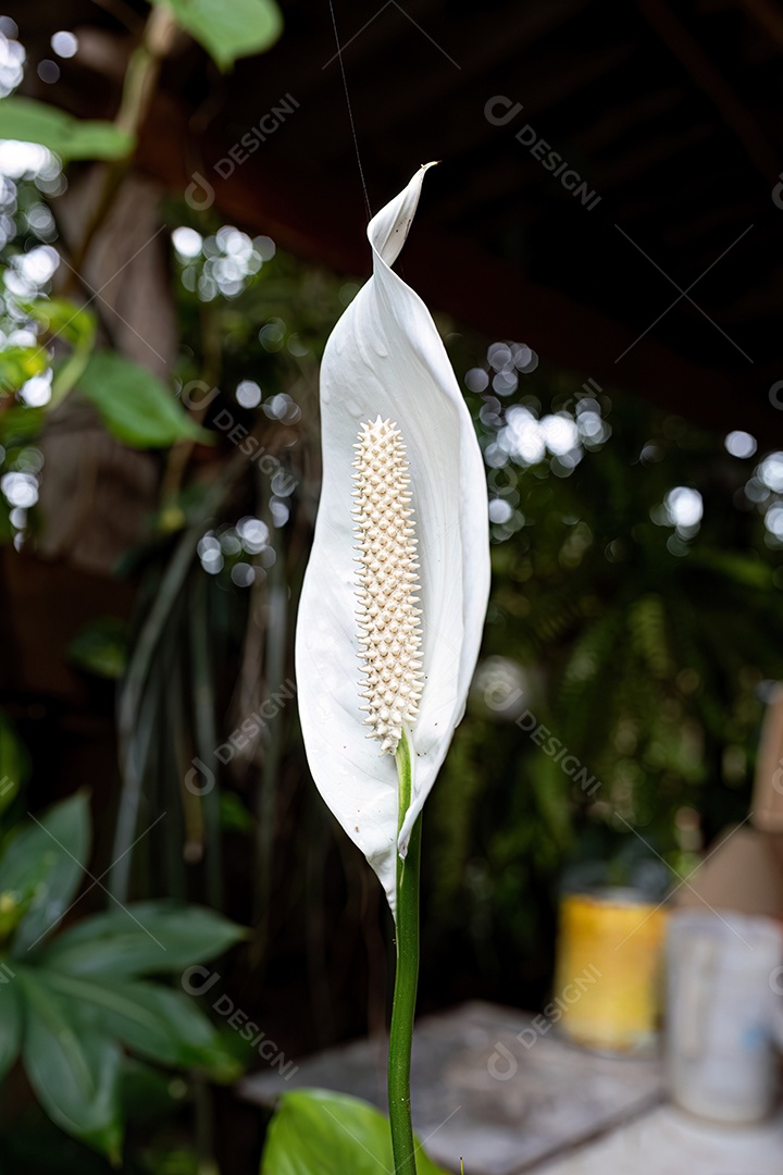 Flor branca de lírio da paz