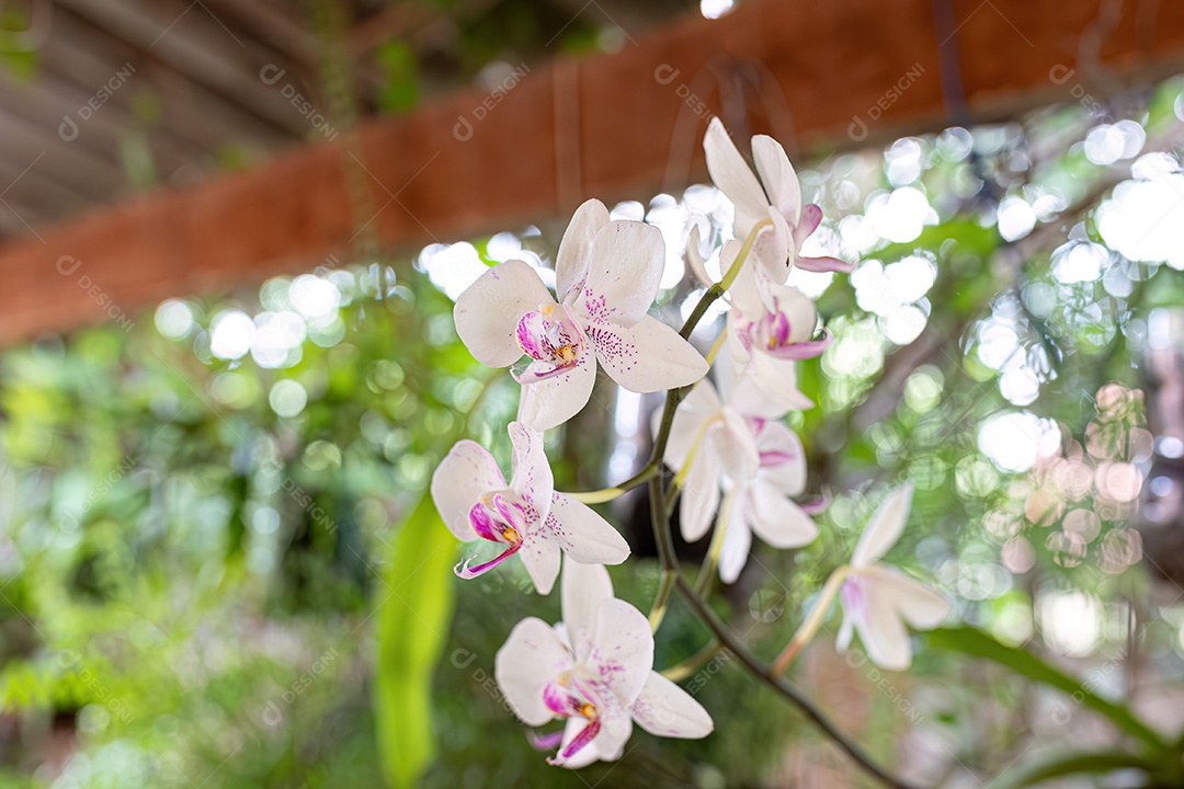 Orquídea phalaenopsis amabilis