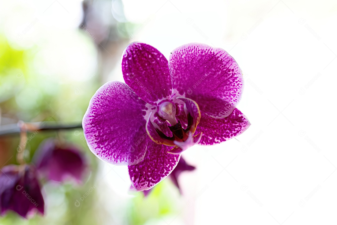 Orquídea rosa