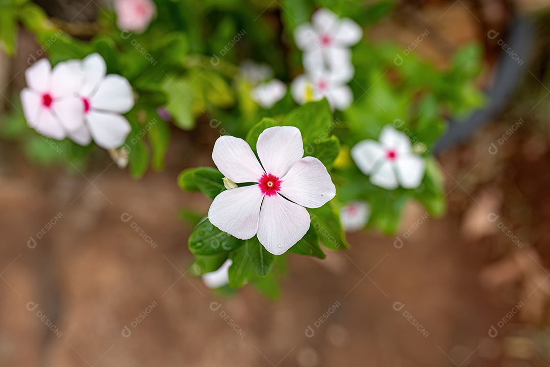 Pervinca branca flor