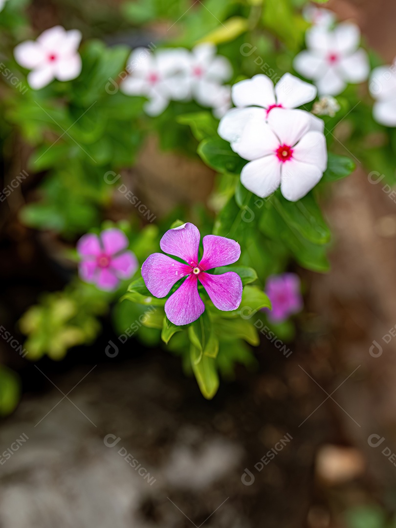 Flor de pervinca branca